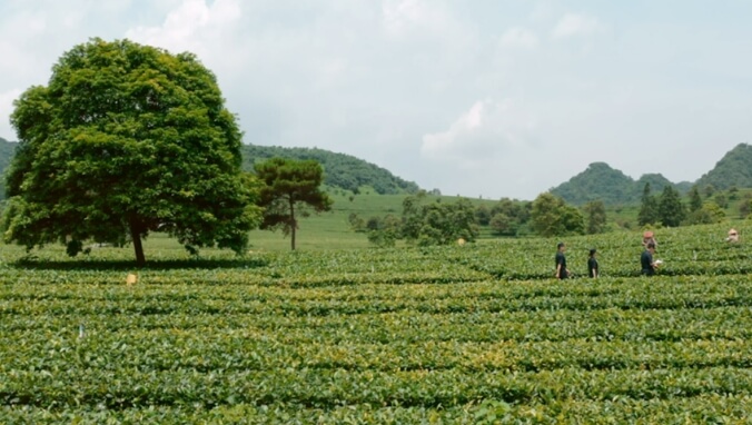 我国主要出口茶叶品种有哪些？